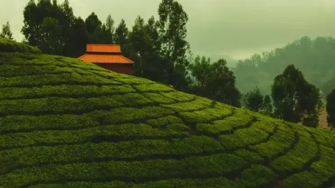 Ooty Weekend Tour from Coimbatore - Misty hills and botanical gardens