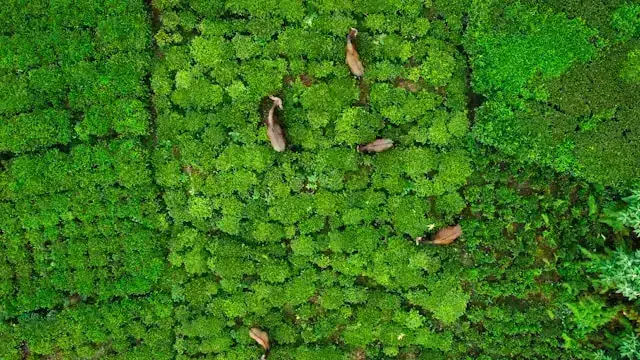 Coonoor Weekend Getaway from Coimbatore - Tea Gardens and Nilgiri Hills
