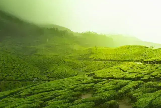 Munnar, Coorg & Wayanad Premium Tea Trail